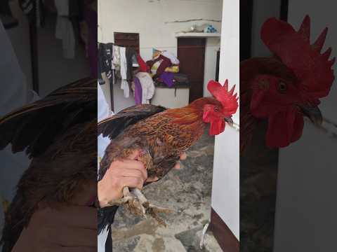 मुर्गी की सारी Problem का एक ही Solution 🐓🫡 | Desi murgi farm | #shorts