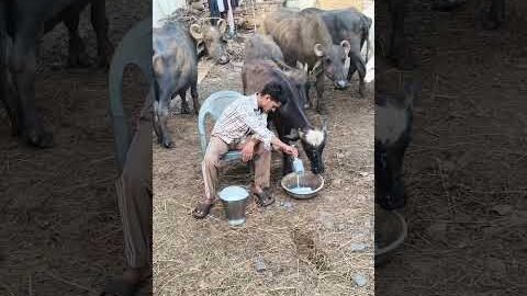 #desi #shorts #trendingshorts #viral #viralvideo #trendingshorts #viral