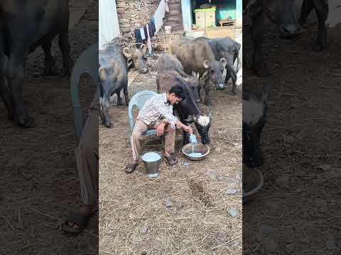 #desi #shorts #trendingshorts #viral #viralvideo #trendingshorts #viral