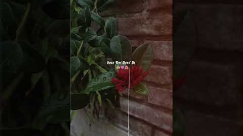 Love Like This |Jordan Sandhu| Latest Punjabi songs|Aesthetic New Lyrics Video Editing Alight Motion