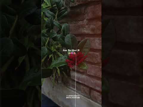 Love Like This |Jordan Sandhu| Latest Punjabi songs|Aesthetic New Lyrics Video Editing Alight Motion