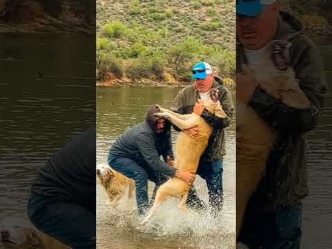 Viral video captured while visiting Arizona – Man saves his dog
