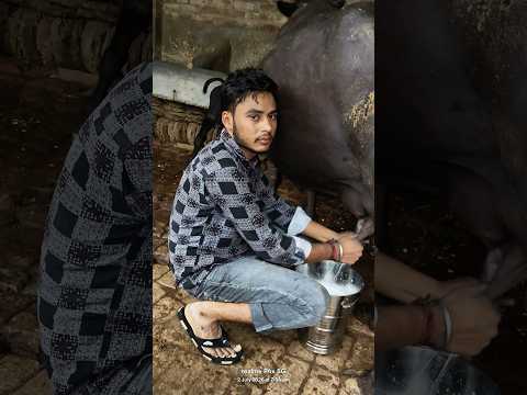 dudhiye💪😍#shortvideo #desi #dairyfarm #business #buffalo 🔥🔥💪💪