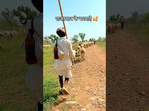 राजस्थान के चरवाहे 🥰#desi #village #marwadilife #ytstudio #rajasthaniclture #shorts