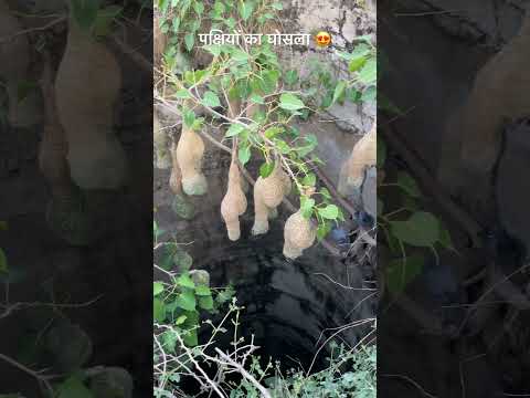 पक्षियों का घोंसला 😍 #ytshorts #youtubeshorts #culture #desi