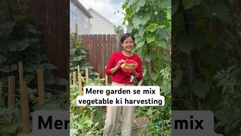 Mere garden se mix vegetable ki harvesting #viralvideo #youtubeshorts #garden #harvest #desi #usa