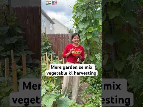 Mere garden se mix vegetable ki harvesting #viralvideo #youtubeshorts #garden #harvest #desi #usa