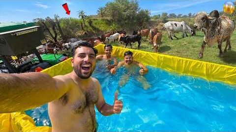 Desi Swimming Pool In Farm🏊‍♂️Gaayo Ka Reaction Toh Dekho🐂😱