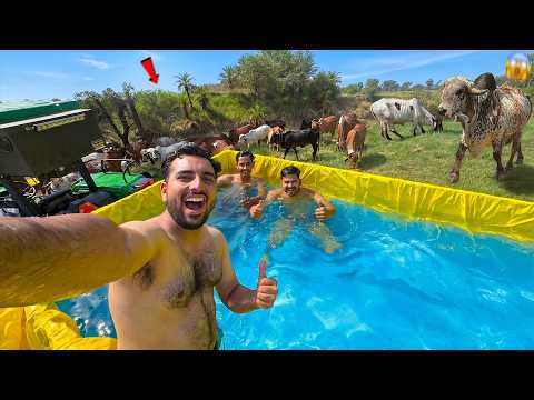 Desi Swimming Pool In Farm🏊♂️Gaayo Ka Reaction Toh Dekho🐂😱