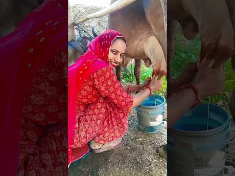 गांव कि दुनिया देशी लाइफ 🐄🐄#village#desi#life #shorts