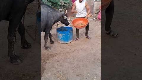 desi balek gama ke #video #virel #shortvideo #desi #youtubeshorts