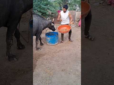 desi balek gama ke #video #virel #shortvideo #desi #youtubeshorts