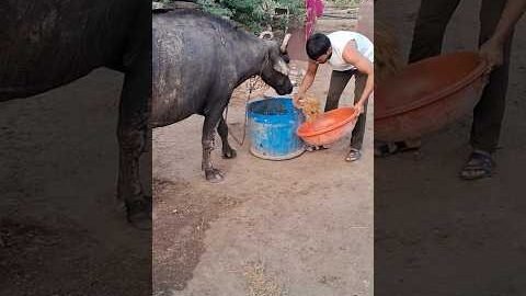 desi balek #gama ke #video #virel #shortvideo #desi #ytshorts