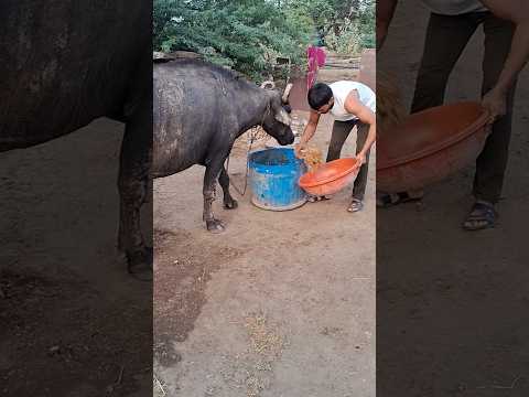 desi balek #gama ke #video #virel #shortvideo #desi #ytshorts