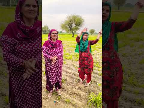 mere सुसरे न बोया बाजरा 🌾#geet#harya a#haryanviculture #desi#shortsfeed
