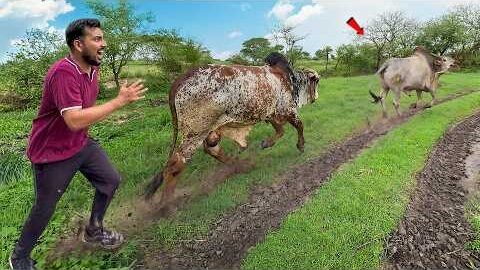 Desi Bull Ke Piche Bhaga Bheem BullЁЯдпNaya Lafda ShuruЁЯРВ