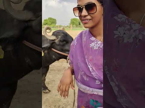 buffalo 🐃🐃🐃 #dairyfarming #youtubeshorts #shorts #desi #buffalo #trending #haryanvi #yt