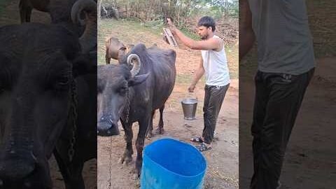 desi balek #gama ke #video #virel #shortvideo #desi #ytshorts #parmesh singh