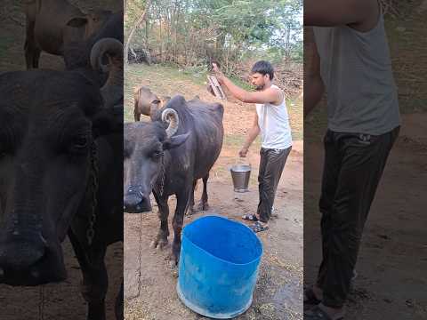 desi balek #gama ke #video #virel #shortvideo #desi #ytshorts #parmesh singh