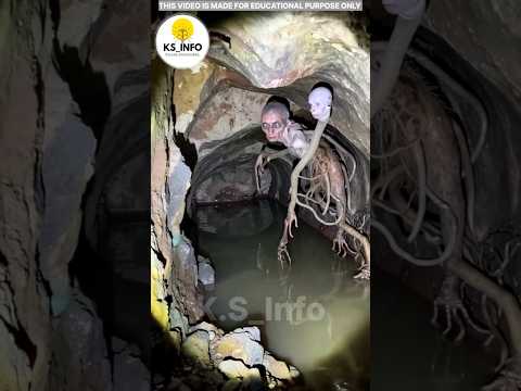 The Most Dangerous animal in Earth -4!😱| #short #viral #tamil #animals #ks_info