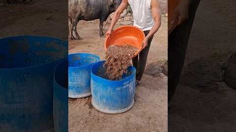 desi balek #gama ke #video #virel #shortvideo #desi #youtubeshorts
