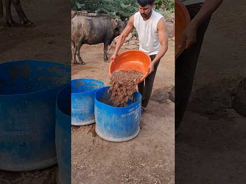 desi balek #gama ke #video #virel #shortvideo #desi #youtubeshorts