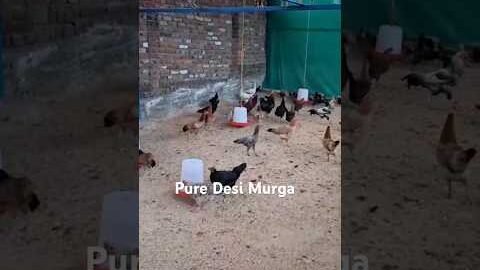 Pure Desi Murga in Jammu #poultry #puredesimurga #desi