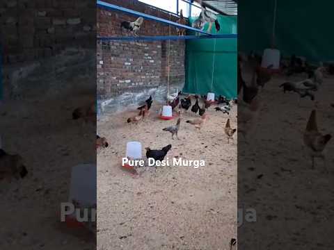 Pure Desi Murga in Jammu #poultry #puredesimurga #desi