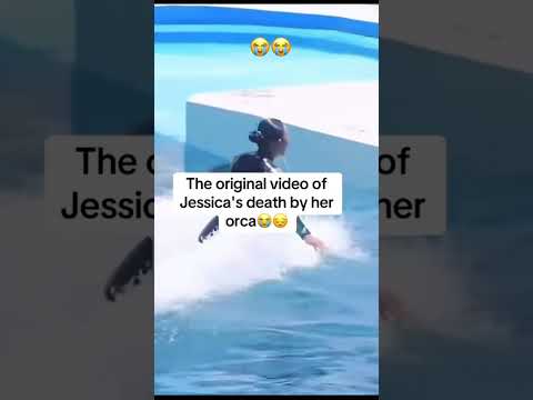 Jessica Radcliffe viral video orca attack / #jessica #orca #viral #youtubeshorts #trending #shorts