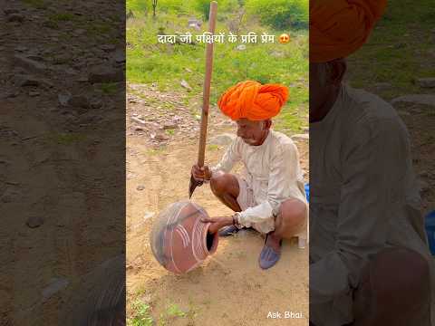 दादा जी पक्षियों के प्रति प्रेम 😍 #rajasthani #nature #animalslove #village #desi #youtube #shorts