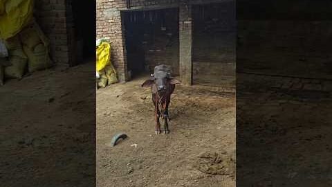 Desi lifestyle #song #viralshort #desi #cowvideos #farmer #funny #viralvideo #viral