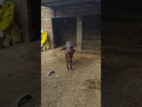 Desi lifestyle #song #viralshort #desi #cowvideos #farmer #funny #viralvideo #viral