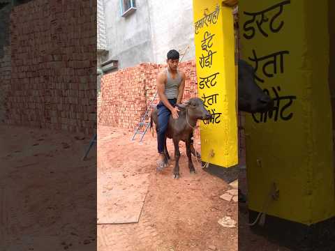 Morning life at Delhi enjoy desi life and work #new #cow #baffalo #murraha #desi
