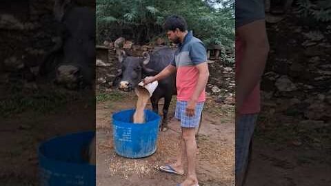 desi balek gama ke #video #virel #shortvideo #desi #ytshorts