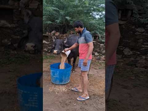 desi balek gama ke #video #virel #shortvideo #desi #ytshorts