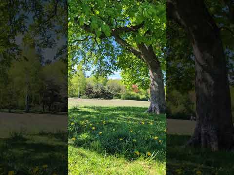 this piano music + nature = instant Peace #relaxingmusic #nature #flowers #trees #park