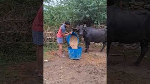 desi balek gama ke #video #virel #shortvideo #desi #youtubeshorts