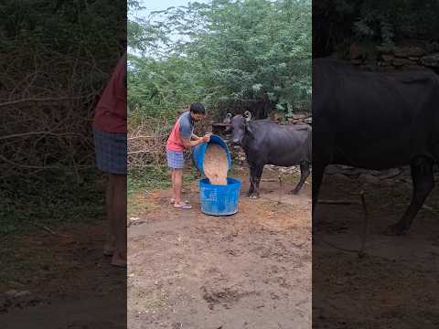 desi balek gama ke #video #virel #shortvideo #desi #youtubeshorts