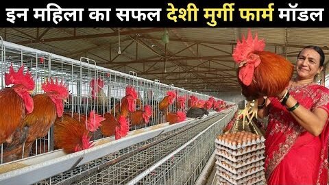 गांव में रहकर कर रही है देशी मुर्गी पालन | Desi Poultry Farm | DP Cross Poultry Farm