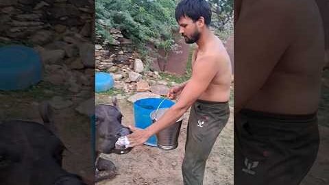 desi balek gama ke ke #virel #shortvideo #desi #ytshorts