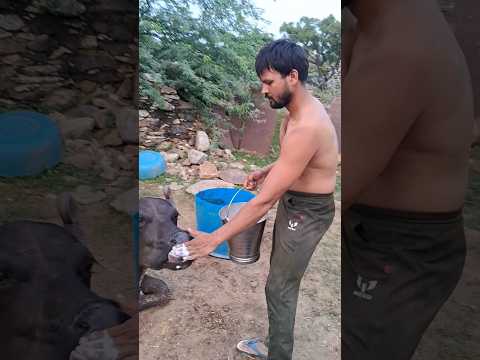 desi balek gama ke ke #virel #shortvideo #desi #ytshorts