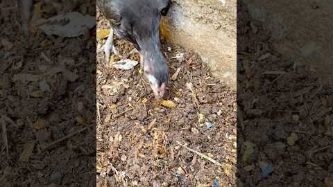 Desi Chick Caught a Big Worm! 🐥🪱 So Fast & Satisfying
