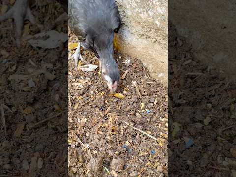 Desi Chick Caught a Big Worm! 🐥🪱 So Fast & Satisfying