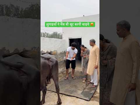 लुगाइयाँ ने भैंस बी सूट बरगी चाइये 😡 #comedy #desi #funny #youtubeshorts #viral