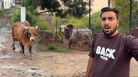 New Desi Bull Aa Gaya🐂😱Arjun Bheem Ke Sath Rakhenge😳