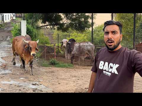 New Desi Bull Aa Gaya🐂😱Arjun Bheem Ke Sath Rakhenge😳