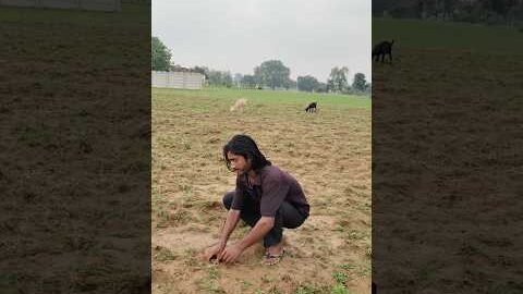Ball Chor Player 🤣 #desi #cricket #comedy