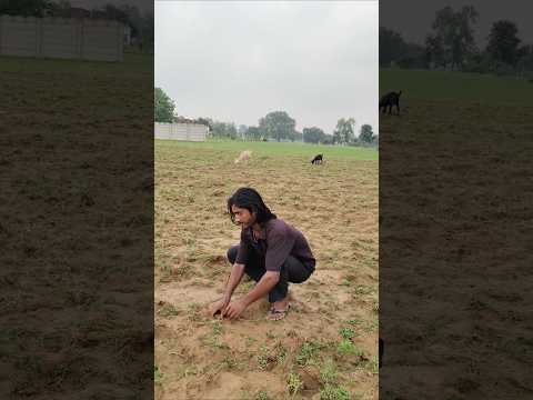Ball Chor Player 🤣 #desi #cricket #comedy