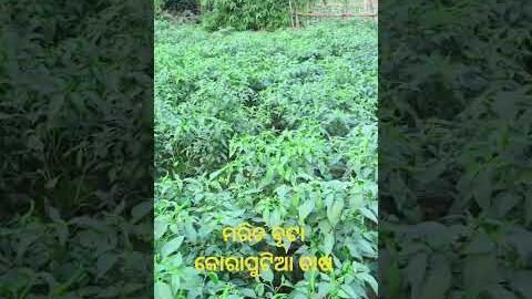 maricha🌶️buta#koraputia#chasa#desi#chasa#kisan👳‍♀️like👍comedy🥰sehar#please🙏shot#video😍