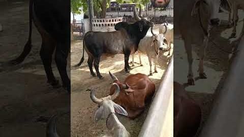 Desi Bull and Cows 😱🦬#desi #bull #cows #village